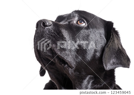 Black Labrador Retriever dog isolated on white. Portrait of a purebred dog. 123459045