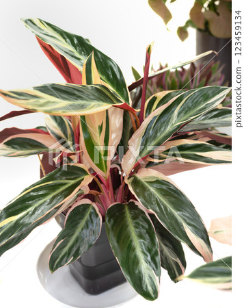 Houseplant Calathea 123459134