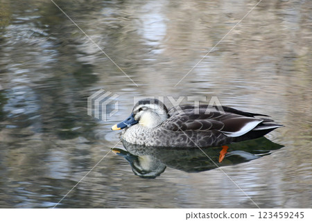 spot-billed duck, duck, bird 123459245