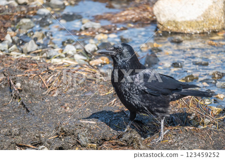 Crow (carrion crow) 123459252