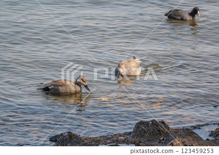 Gadwall (female) Lake Biwa 123459253