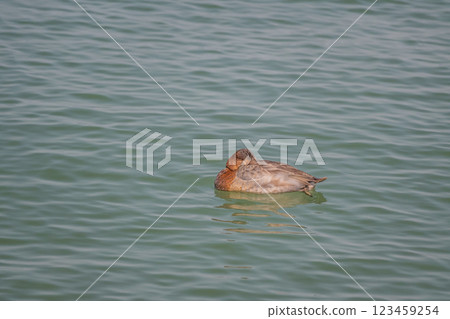 A duck dozing off on the lake surface, Lake Biwa, Otsu City A duck dozing off on the lake surface, Lake Biwa, Otsu City 123459254