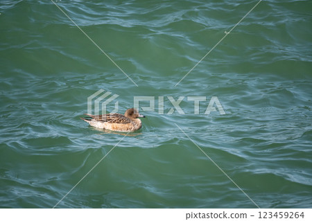 A female wigeon swimming in the rough waves of Lake Biwa, Lake Biwa, Otsu City 123459264