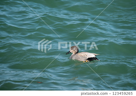A gadwall swimming in rough waters, Lake Biwa, Otsu City 123459265