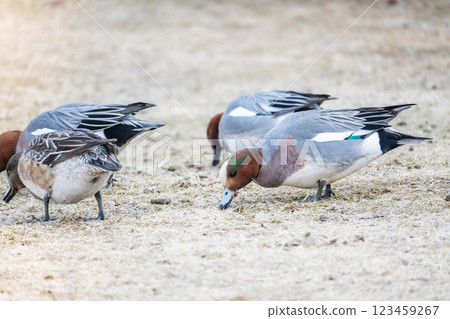 大津市琵琶湖岸邊，一隻赤頸鴨正在啄食枯草 123459267