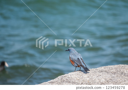Rock Thrush (male) on the shore of Lake Biwa in Otsu City Rock Thrush (male) on the shore of Lake Biwa in Otsu City 123459278