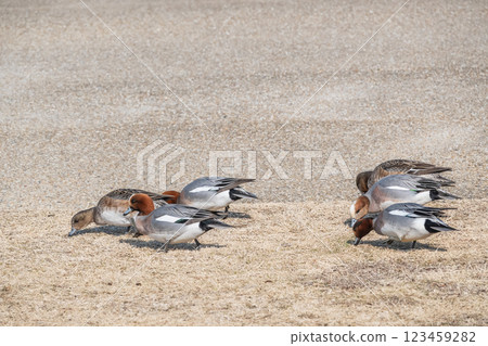 Wigeon pecking at dead grass on the shore of Lake Biwa, Otsu City 123459282
