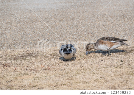 Wigeon pecking at dead grass on the shore of Lake Biwa, Otsu City Wigeon pecking at dead grass on the shore of Lake Biwa, Otsu City 123459283