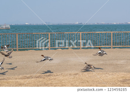 從大津市琵琶湖岸邊起飛的赤頸鴨 123459285