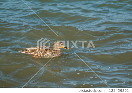 Mallard (female) being tossed about by rough waves, Lake Biwa, Otsu City 123459291