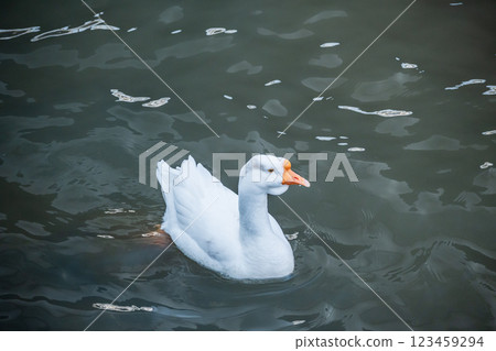 雁湖 琵琶湖 大津港 123459294