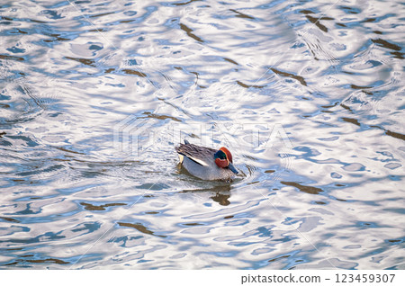 A small duck on the Yasuragi embankment of the Shinano River A small duck on the Yasuragi embankment of the Shinano River 123459307