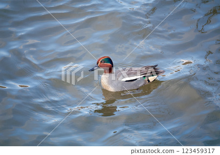 A small duck on the Yasuragi embankment of the Shinano River 123459317