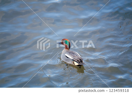 A small duck on the Yasuragi embankment of the Shinano River A small duck on the Yasuragi embankment of the Shinano River 123459318