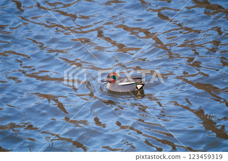 A small duck on the Yasuragi embankment of the Shinano River 123459319