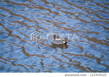 A small duck on the Yasuragi embankment of the Shinano River 123459320