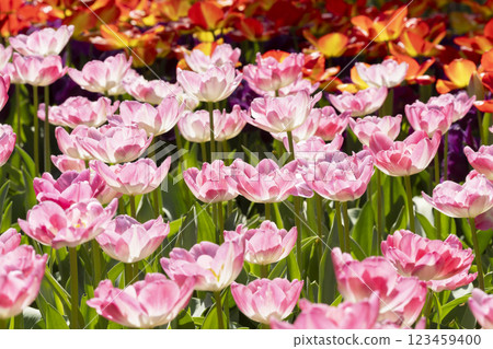 鬱金香花 鬱金香花 123459400