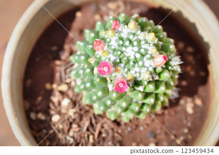 Mammillaria or Mammillaria erusamu f or rebutia minuscula, cactus or succulent with flower or cactus flower Mammillaria or Mammillaria erusamu f or rebutia minuscula, cactus or succulent with flower or cactus flower 123459434