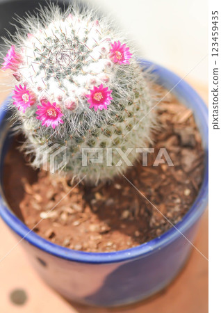 Mammillaria carmenae ,Mammillaria or cactus or succulent or Mammillaria carmenae with pink flower Mammillaria carmenae ,Mammillaria or cactus or succulent or Mammillaria carmenae with pink flower 123459435