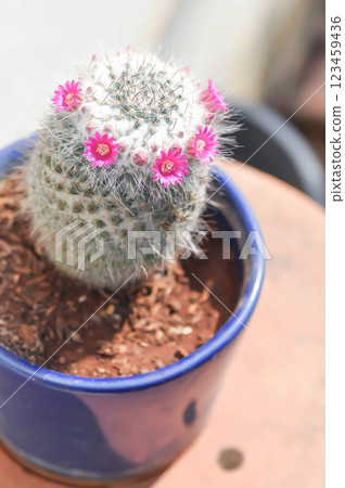 Mammillaria carmenae ,Mammillaria or cactus or succulent or Mammillaria carmenae with pink flower Mammillaria carmenae ,Mammillaria or cactus or succulent or Mammillaria carmenae with pink flower 123459436