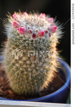 Mammillaria carmenae ,Mammillaria or cactus or succulent or Mammillaria carmenae with pink flower Mammillaria carmenae ,Mammillaria or cactus or succulent or Mammillaria carmenae with pink flower 123459438