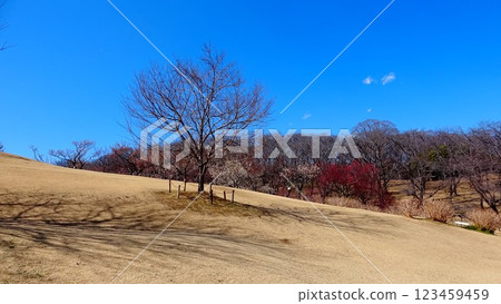 藍天和冬季枯萎的草地映襯下閃閃發光的樹木 123459459