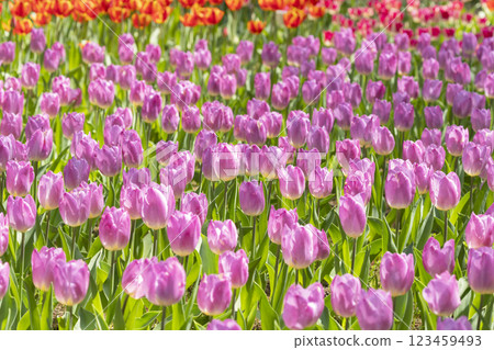 鬱金香花 鬱金香花 123459493