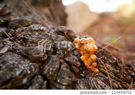 Yellow pholiota mushrooms grow on a pine tree trunk in the forest 123459701