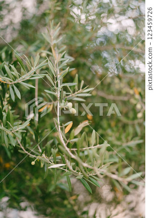 Green olives hang on tree branches in a grove Green olives hang on tree branches in a grove 123459726