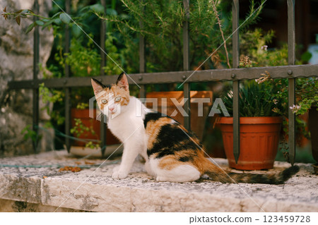 Tricolor cat sits on a stone fence near the lattice in the garden 123459728