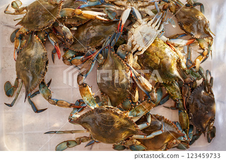 Large live green crabs in a box. Top view 123459733