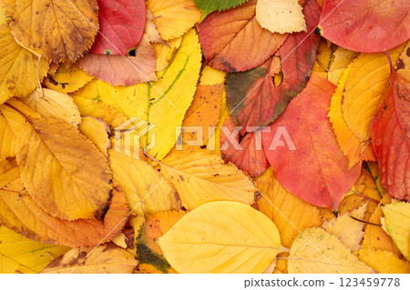 Red, yellow and green fallen leaves lie on the ground Red, yellow and green fallen leaves lie on the ground 123459778