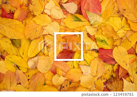 Thin square hollow frame lies on yellow and red fallen leaves Thin square hollow frame lies on yellow and red fallen leaves 123459781