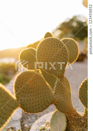 Large green prickly pear in a pot in bright sunlight 123459852