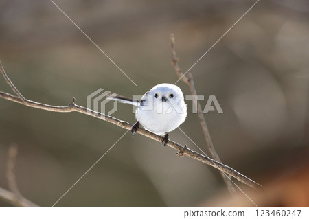 Long-tailed long-tailed perching on a tree branch Long-tailed long-tailed perching on a tree branch 123460247