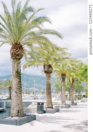 Row of large date palms grows in flower beds along the wide pier of the luxurious marina 123460271