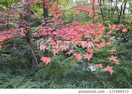 Autumn leaves bathed in sunlight in the forest 123460472