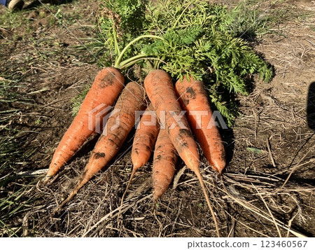 Carrot material Carrot material 123460567