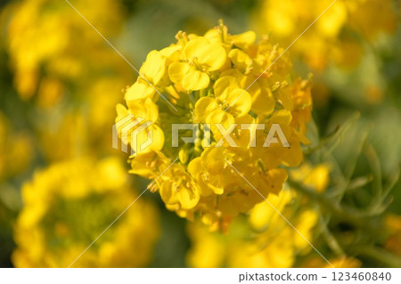 February at Miura Beach: Rape blossoms 123460840