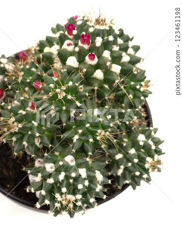 Bukarensis succulent plant 123461198