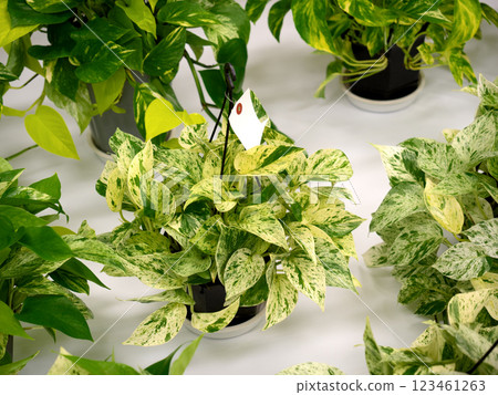 Pothos Pothos 123461263
