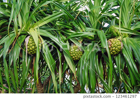 Fruit of Adan Fruit of Adan 123461297