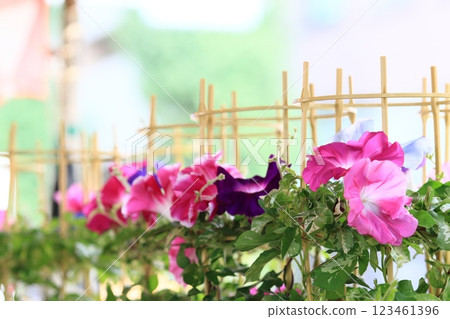 Large Morning Glories at the Iriya Morning Glories Market, a Tokyo summer tradition 123461396