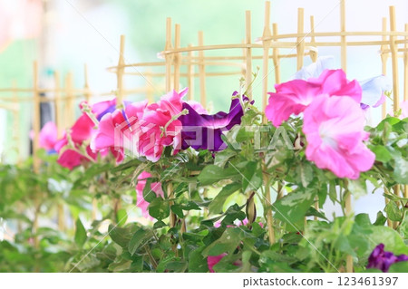 大花牽牛花，入谷牽牛花市場，東京夏季傳統 123461397