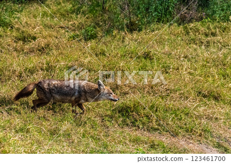 Jackal in the Ngorogoro Crater 123461700