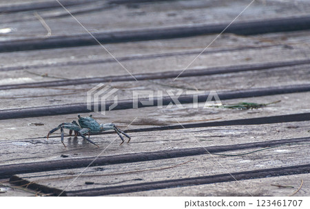Crab emerging on a boardwalk 123461707