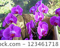 Phalaenopsis orchid  123461718