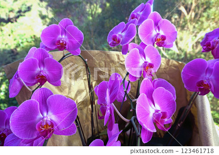 蝴蝶蘭 蝴蝶蘭 123461718