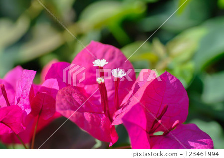 Bougainvillea or paper flower , red paper flower or fuchsia flower Bougainvillea or paper flower , red paper flower or fuchsia flower 123461994