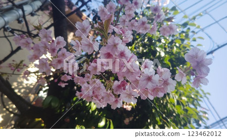 櫻花的風景 123462012